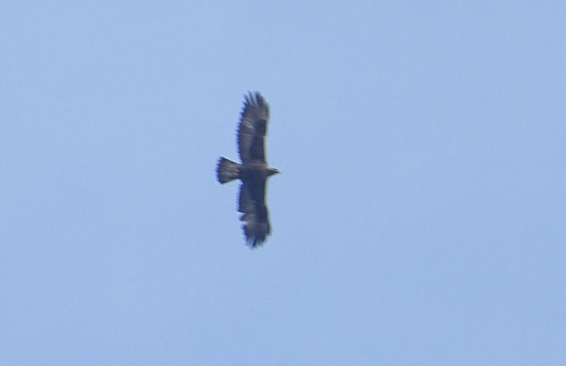 Foto brutte 7 : Aquila ?